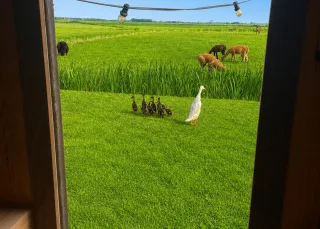 Het Goede Leven in Eemdijk — foto 5